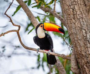 Toco toucan (Ramphastos toco) is sitting on a tree branch. Brazil. Pantanal.
