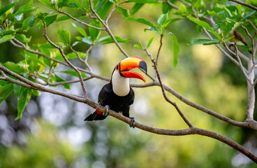 Toco toucan (Ramphastos toco) is sitting on a tree branch. Brazil. Pantanal.
