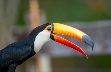 Fototapeta premium Portrait of Toco toucan (Ramphastos toco) with a big colored beak. Close-up. Brazil. Pantanal. 