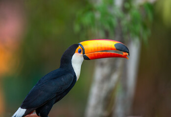 Toco toucan (Ramphastos toco) is eating fruit on a tree branch. Brazil. Pantanal.