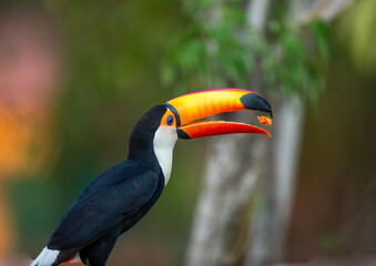 Toco toucan (Ramphastos toco) is eating fruit on a tree branch. Brazil. Pantanal.