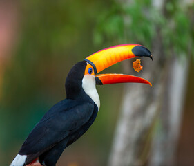 Toco toucan (Ramphastos toco) is eating fruit on a tree branch. Brazil. Pantanal.