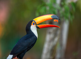 Toco toucan (Ramphastos toco) is eating fruit on a tree branch. Brazil. Pantanal.