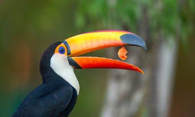 Toco toucan (Ramphastos toco) is eating fruit on a tree branch. Brazil. Pantanal. © gudkovandrey