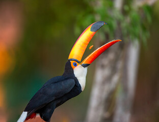 Toco toucan (Ramphastos toco) is eating fruit on a tree branch. Brazil. Pantanal.