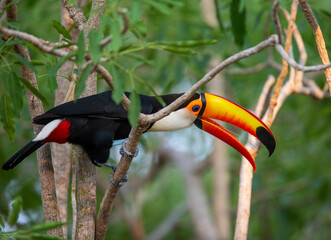 Toco toucan (Ramphastos toco) is sitting on a tree branch. Brazil. Pantanal.