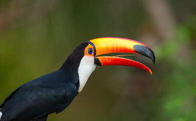 Portrait of Toco toucan (Ramphastos toco) with a big colored beak. Close-up. Brazil. Pantanal.
