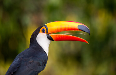 Portrait of Toco toucan (Ramphastos toco) with a big colored beak. Close-up. Brazil. Pantanal.
