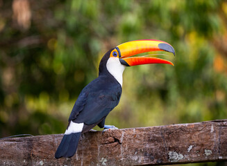 Portrait of Toco toucan (Ramphastos toco) with a big colored beak. Close-up. Brazil. Pantanal.