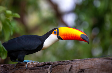 Portrait of Toco toucan (Ramphastos toco) with a big colored beak. Close-up. Brazil. Pantanal.
