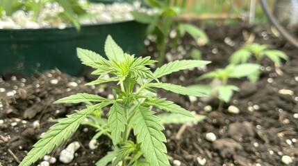 Early blooming of Cannabis Sativa plant