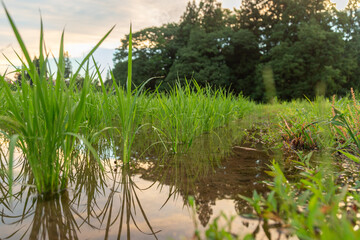 夕空の下で成長する苗