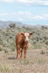 Sweet ,cute spring time baby cows. Fluffy pastel calves in the sage with baby blue sky. White faced herford calf.