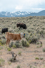 Fototapeta premium Sweet ,cute spring time baby cows. Fluffy pastel calves in the sage with baby blue sky. White faced herford calf.