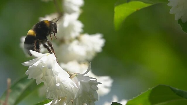 Bumblebee on white flowers. Urine piss on flowers