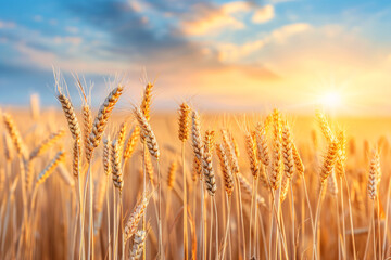 Fototapeta premium Golden wheat field at sunset with a vibrant blue sky and fluffy clouds.