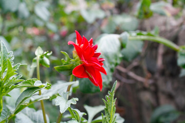 Dahlia, Decorative, Cactus, Pompon, Busshy perennial, Collarette red flowers and bud