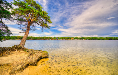 A pine tree overlooking the lake "De IJzeren Man" in The Netherlands.