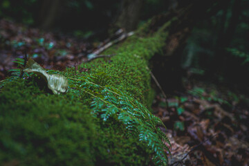 Fototapeta premium Close up of moss on a tree 