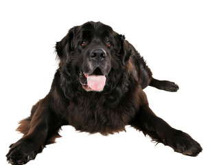 Obraz premium Full body shot of Newfoundland dog, lying down, smiling.