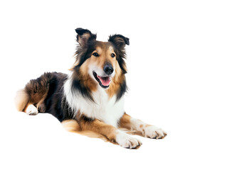 Fototapeta premium Full body shot of Collie dog, lying down, smiling.