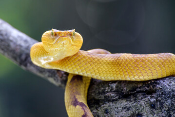 Flat nose pit viper on a tree branch