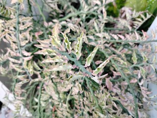 close up of dried lavender