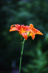 The wild or St. John's lily, with drops of water