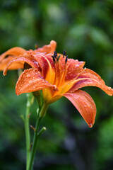 The wild or St. John's lily, with drops of water