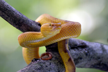 Flat nose pit viper on a tree branch