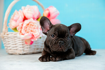 cute French bulldog puppy with a basket of spring flowers on a blue background