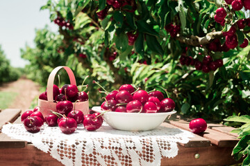 Still life of cherries in white bowl on table in garde