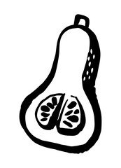 Butternut Squash drawing hand painted with ink brush. Png clipart isolated on transparent background