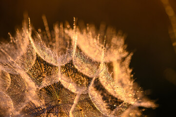 Fluffy dandelions glow in the rays of sunlight 2