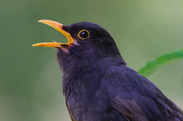 Eurasian blackbird aka The common blackbird or Turdus merula close-up portrait. Singing with open...
