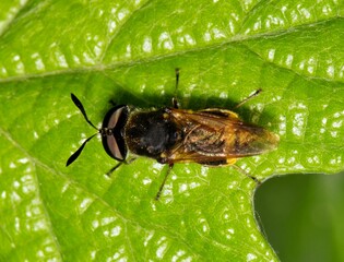 Soldier fly Hoplitimyia mutabilis insect leaf nature pest control Springtime.