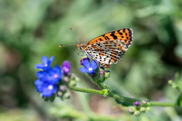 Twin-spot Fritillary butterfly, Brenthis hecate, butterfly in the grass