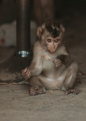 a sad little monkey got chained
