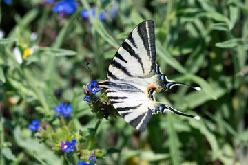 The butterfly scarce swallowtail (Iphiclides podalirius) sits on a grass plant chives (Allium schoenoprasum)