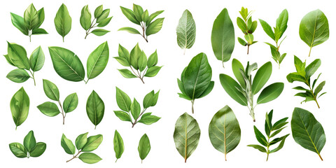 Fresh Bay Leaf Set Isolated on Transparent or White Background, PNG
