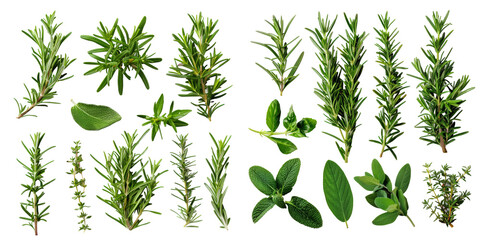 Obraz premium Set of Healthy Herbs: Fresh Rosemary Set Isolated on Transparent or White Background, PNG