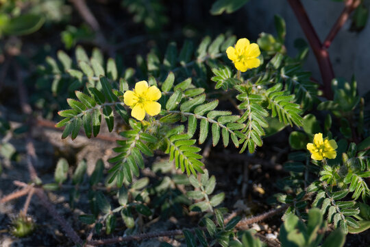 A flower of goat head flower, Tribulus terrestris, a medical plant from the Mediterranean area