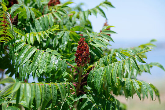 Green leaves and red inflorescences of the seeds of sumac deer or sumac fluffy or vinegar tree, Rhus typhina