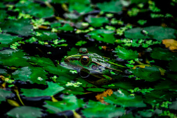 トノサマガエル