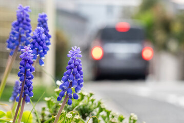 道ばたに咲く紫のムスカリと過ぎゆく車
