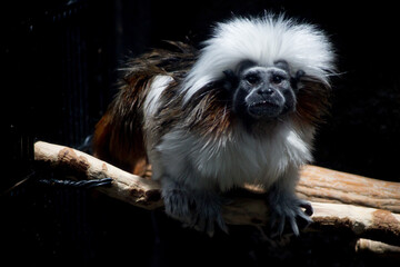 ワタボウシタマリン