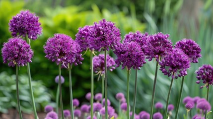 Obraz premium Purple Allium Flower Bulbs Blooming in Garden Border