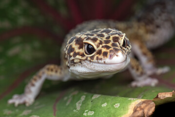 Close up of a leopard gecko