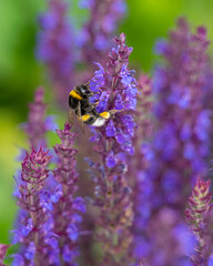 purple flowers and flying bee