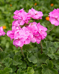 pink flower blossoms against a background of green leaves